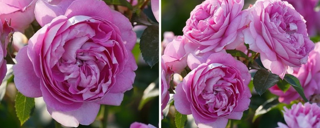 Роза флорибунда `Lilac Topaz`®